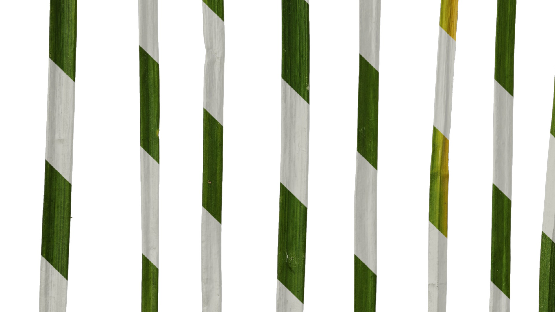 Anydrafts Allium tuberosum Leaf 03 Texture_5