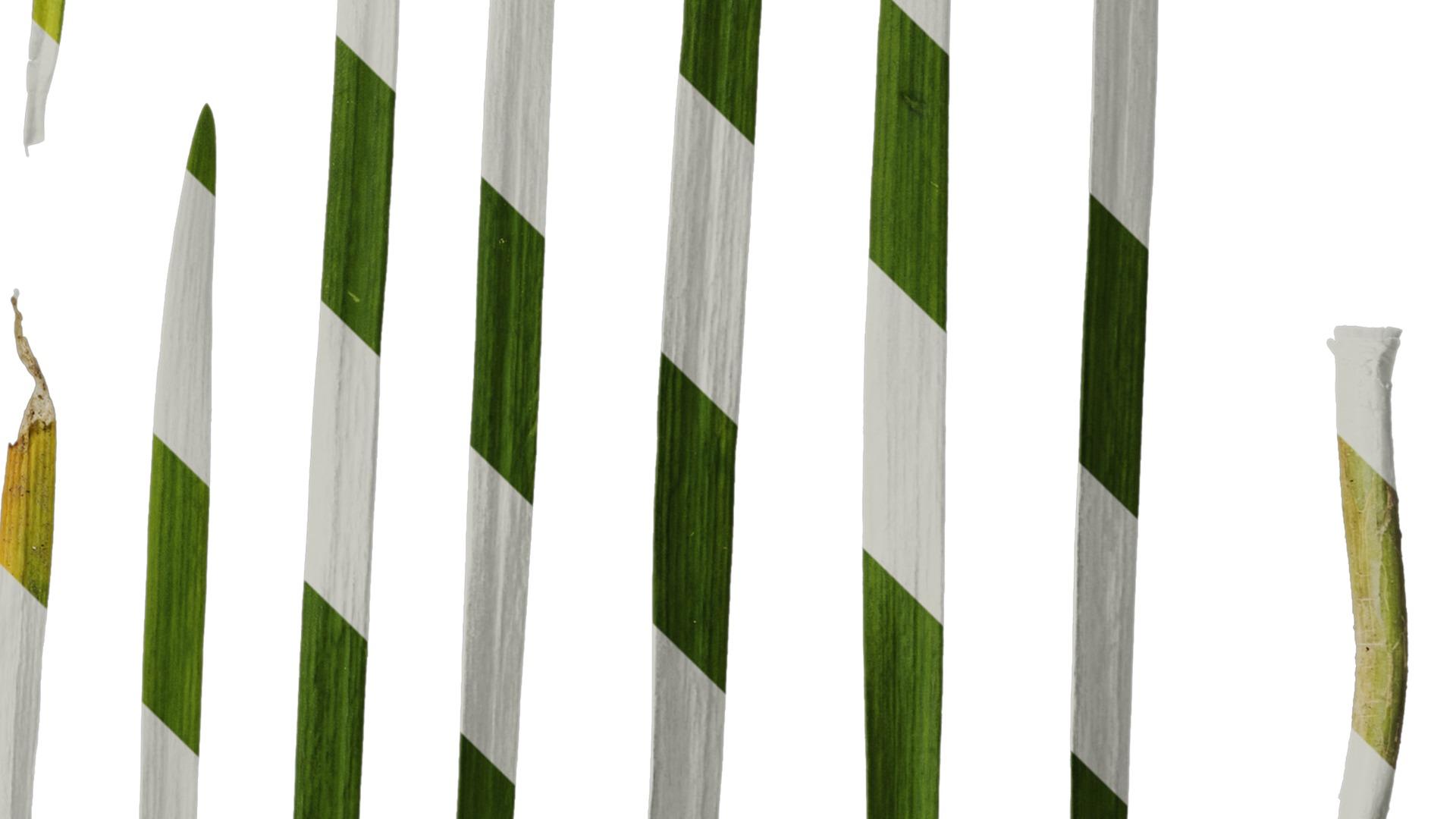 Anydrafts Allium tuberosum Leaf 03 Texture_4