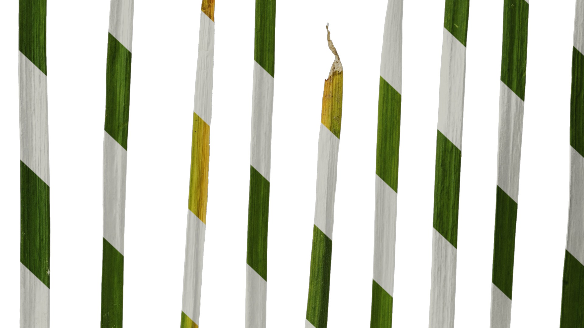 Anydrafts Allium tuberosum Leaf 03 Texture_7