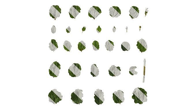 Anydrafts Coriaria nepalensis Leaf 02 Texture