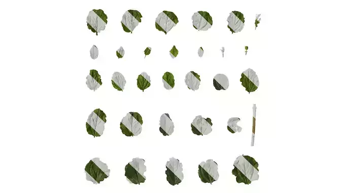 Anydrafts Coriaria nepalensis Leaf 02