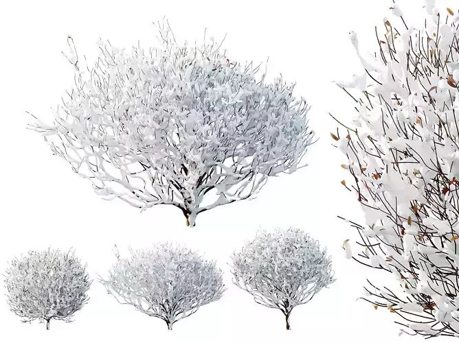 AV Plants Cistus Albidus Zistrose Winter Snow 3D model
