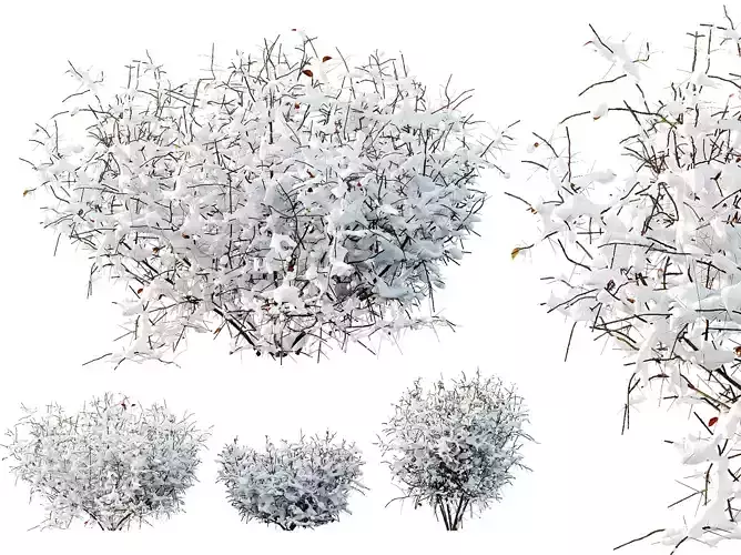 AV Plants Cornus sanguinea Winter Snow 3D model