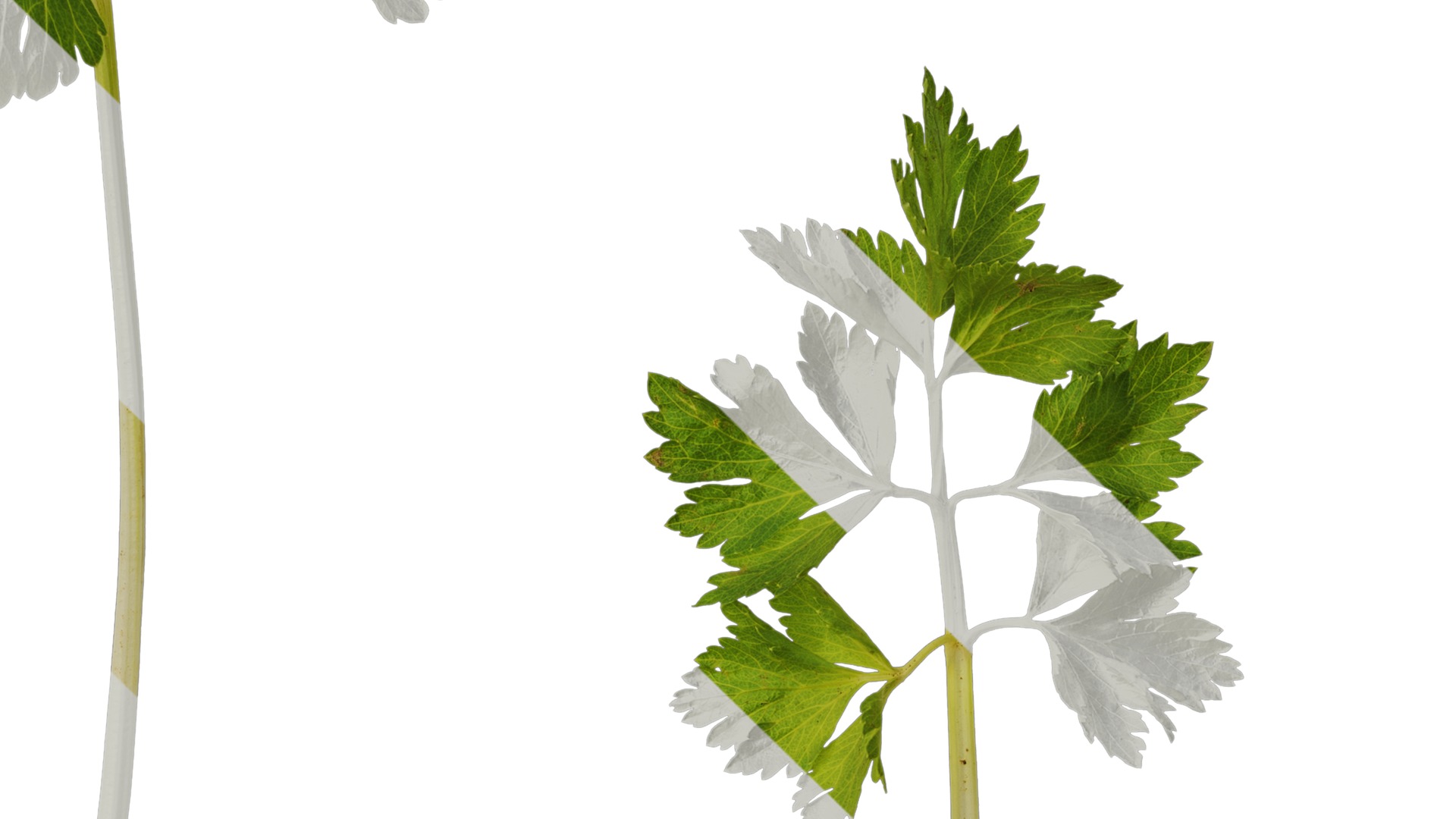 Anydrafts Apium graveolens Atlas 03 Texture_4