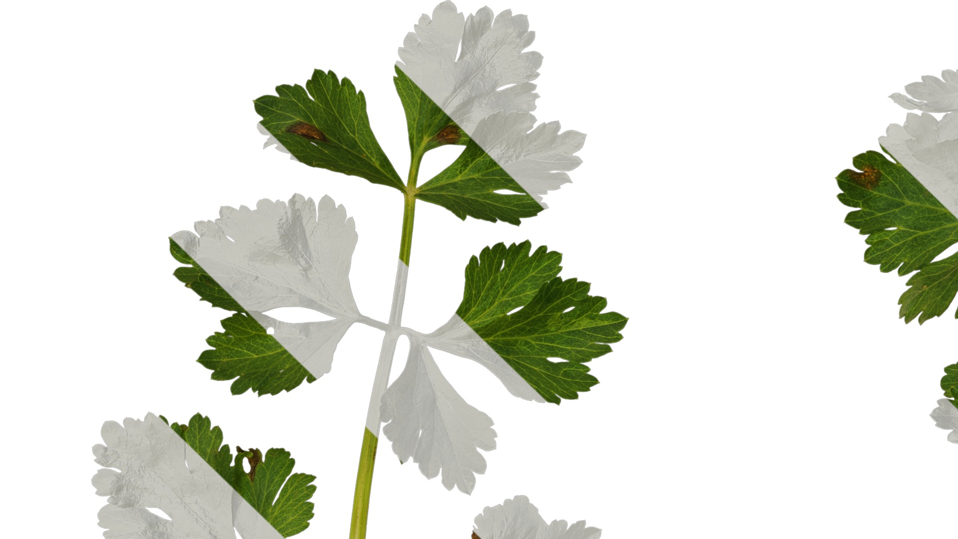 Anydrafts Apium graveolens Atlas 03 Texture_1