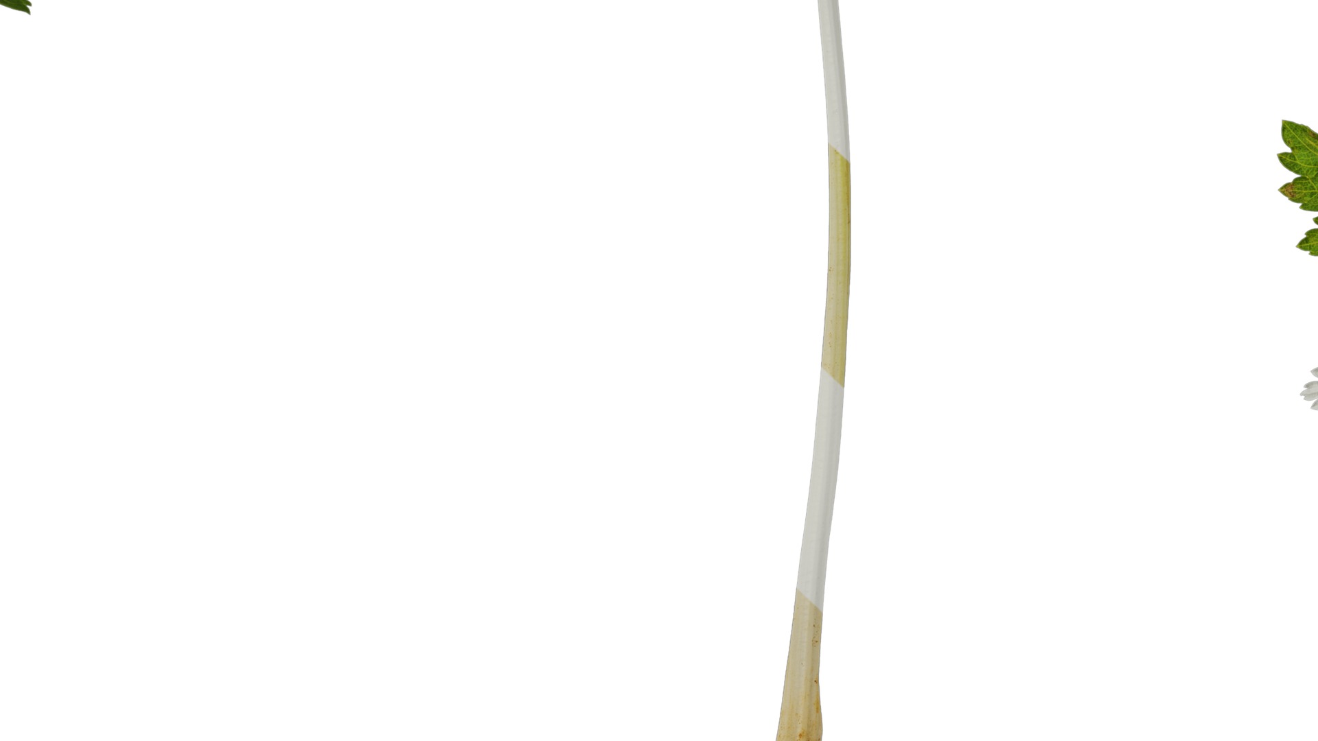 Anydrafts Apium graveolens Atlas 03 Texture_7