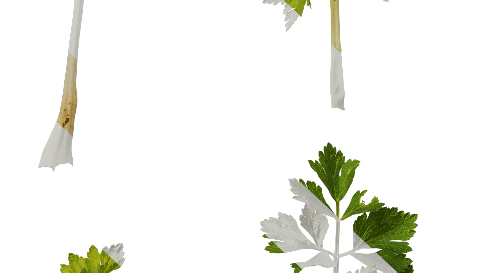 Anydrafts Apium graveolens Atlas 03 Texture_6