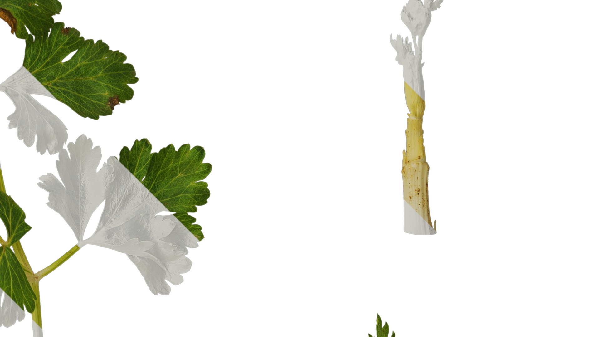 Anydrafts Apium graveolens Atlas 03 Texture_2