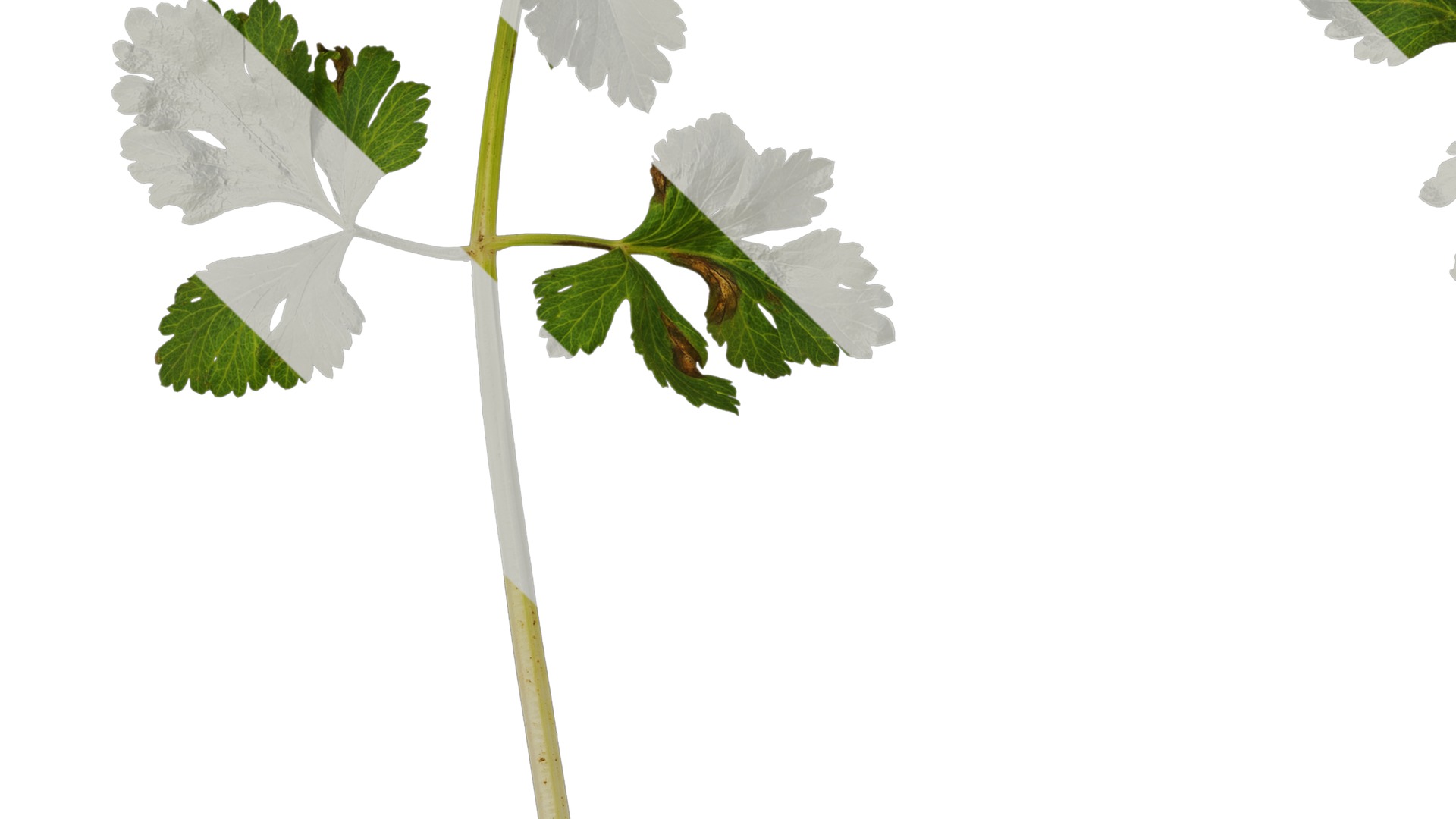 Anydrafts Apium graveolens Atlas 03 Texture_3