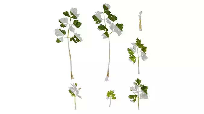 Anydrafts Apium graveolens Atlas 03