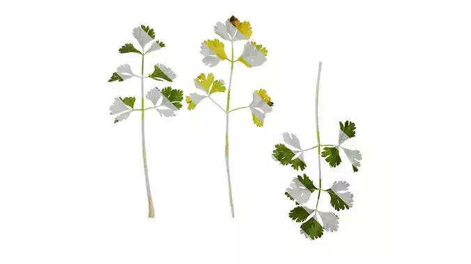 Anydrafts Apium graveolens Atlas 04