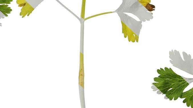 Anydrafts Apium graveolens Atlas 04 Texture 7