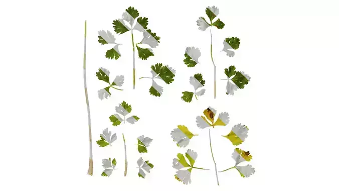 Anydrafts Apium graveolens Leaf 01