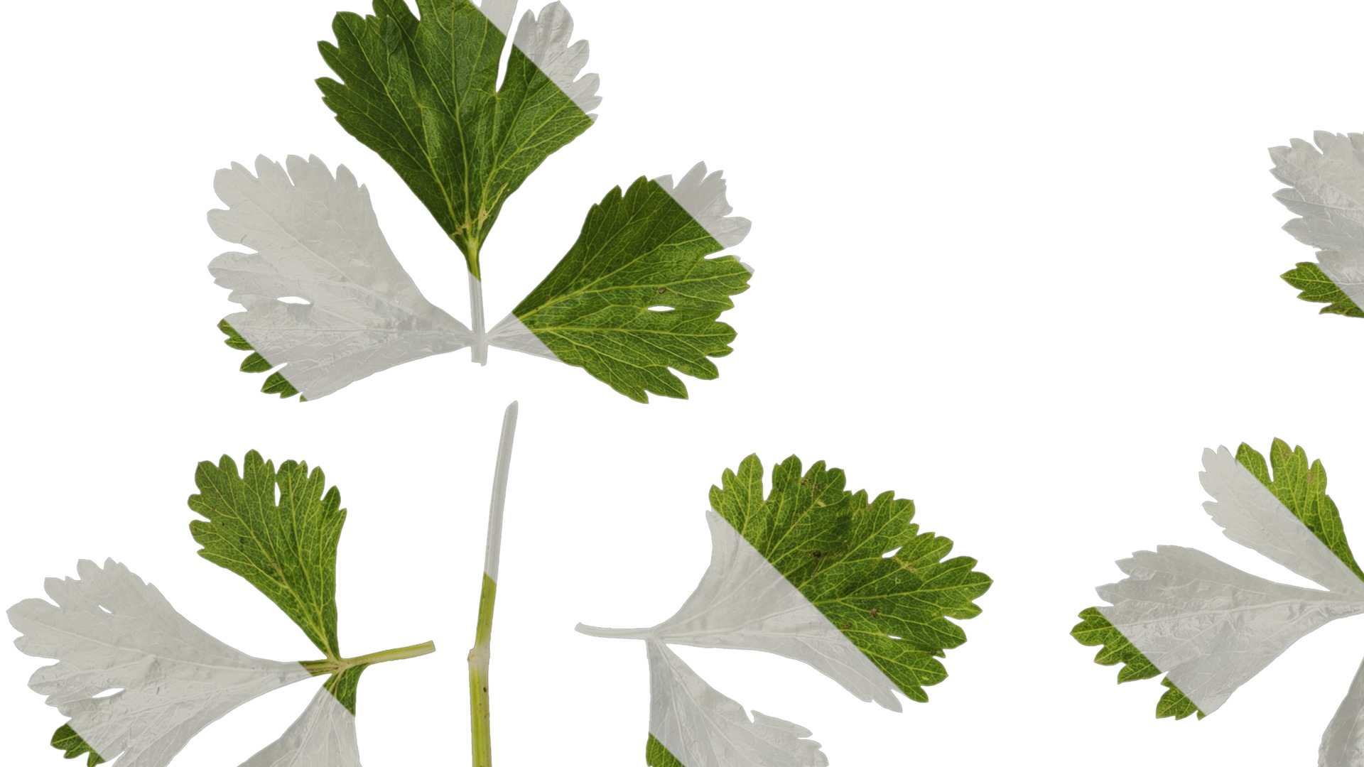 Anydrafts Apium graveolens Leaf 02 Texture_1