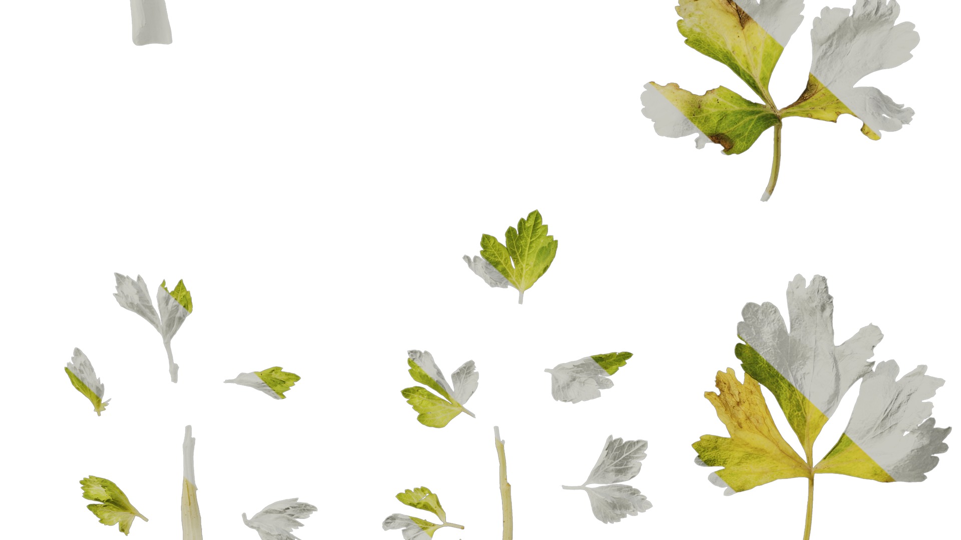 Anydrafts Apium graveolens Leaf 02 Texture_6