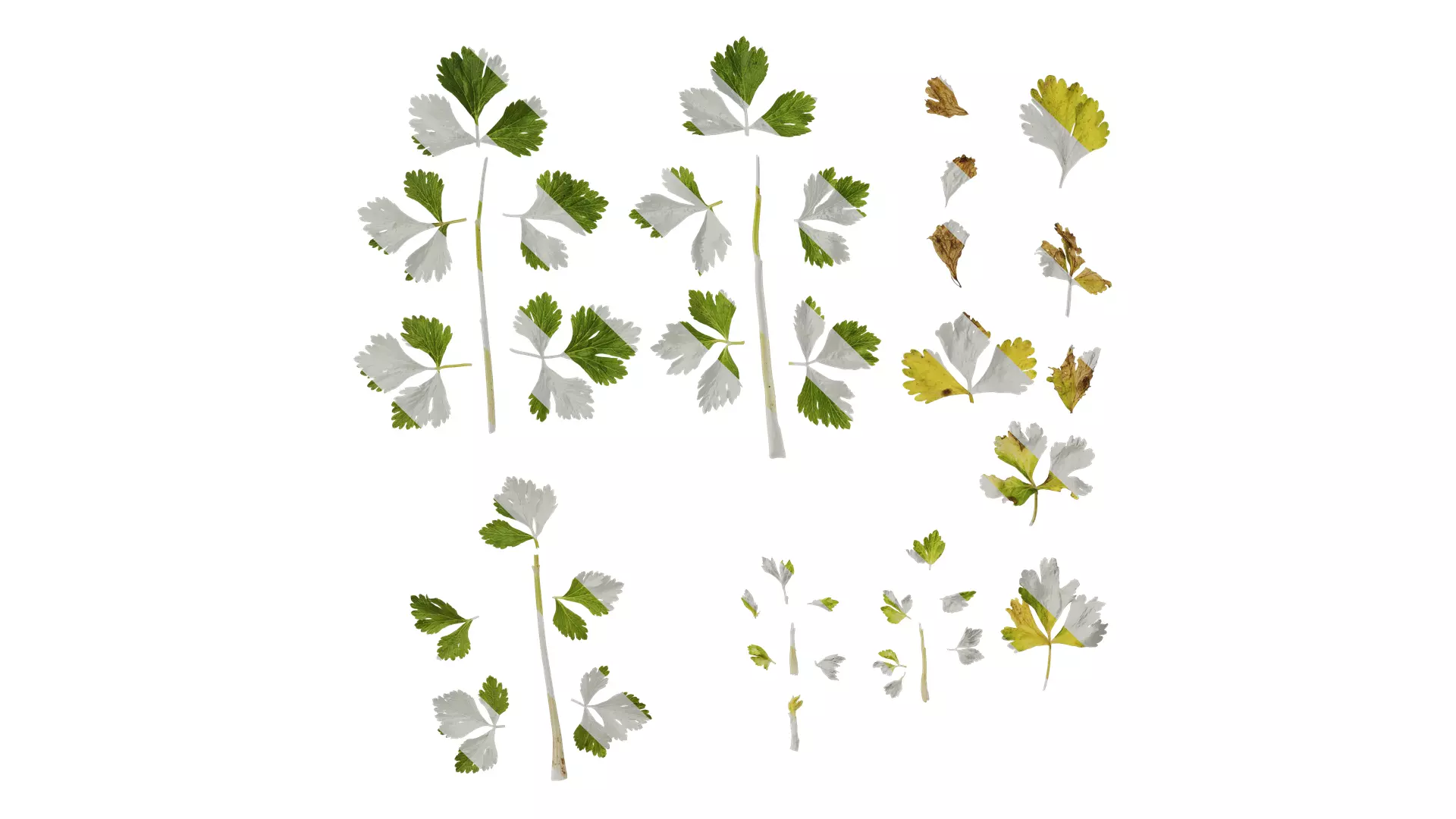 Anydrafts Apium graveolens Leaf 02 Texture_0