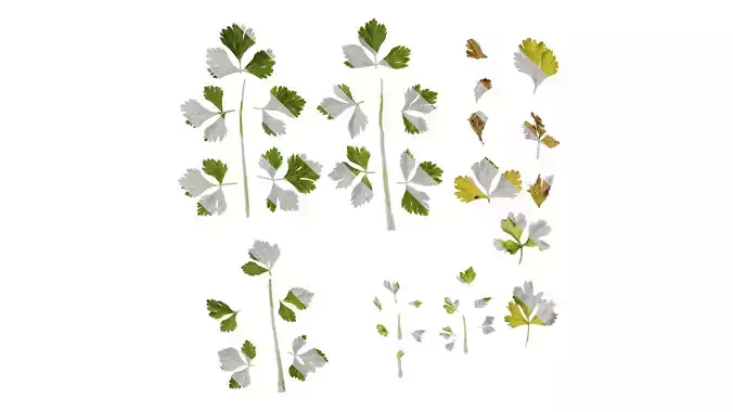 Anydrafts Apium graveolens Leaf 02