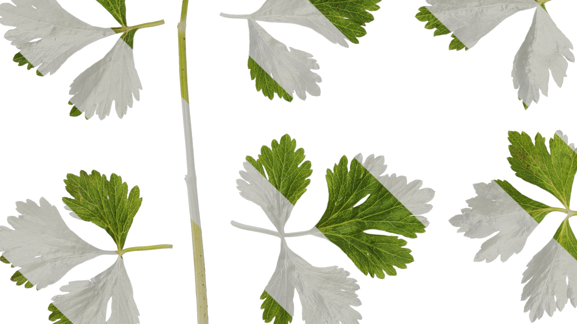 Anydrafts Apium graveolens Leaf 02 Texture_3