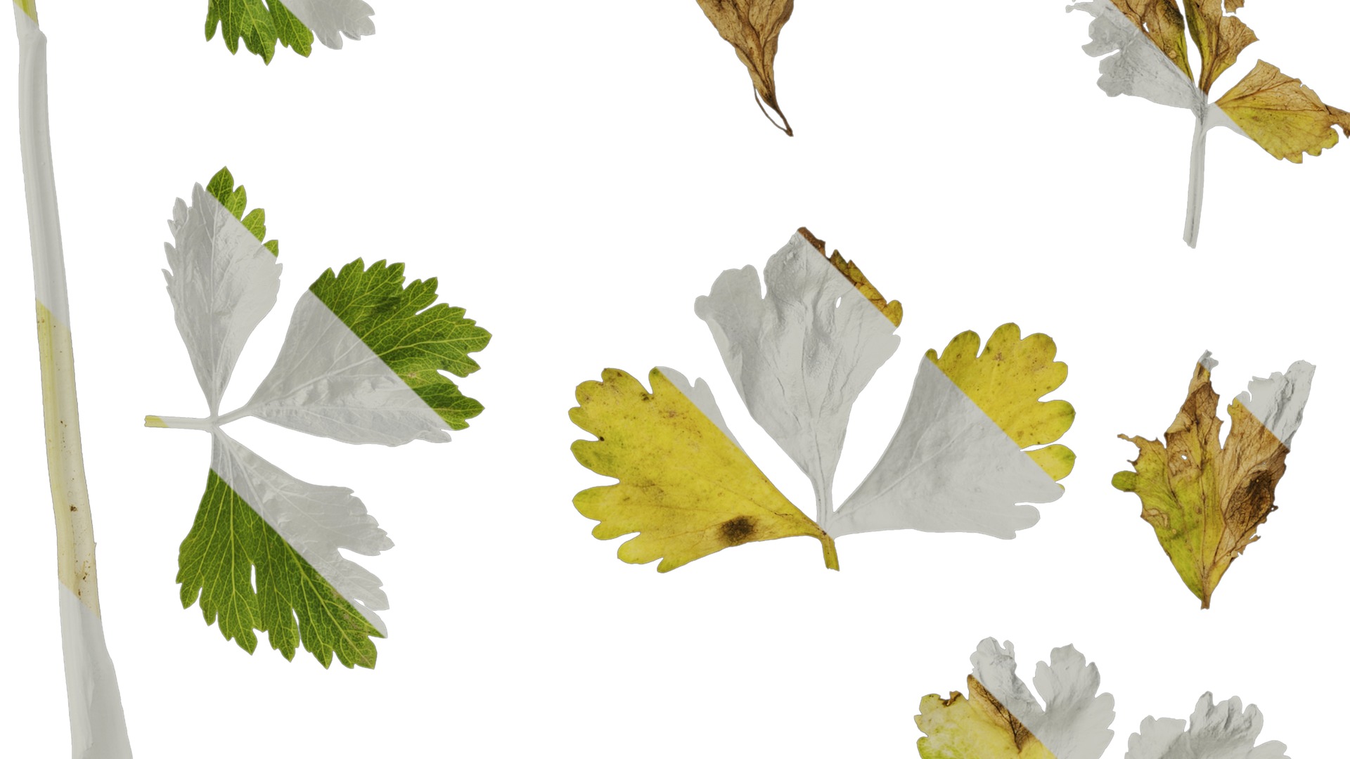 Anydrafts Apium graveolens Leaf 02 Texture_4