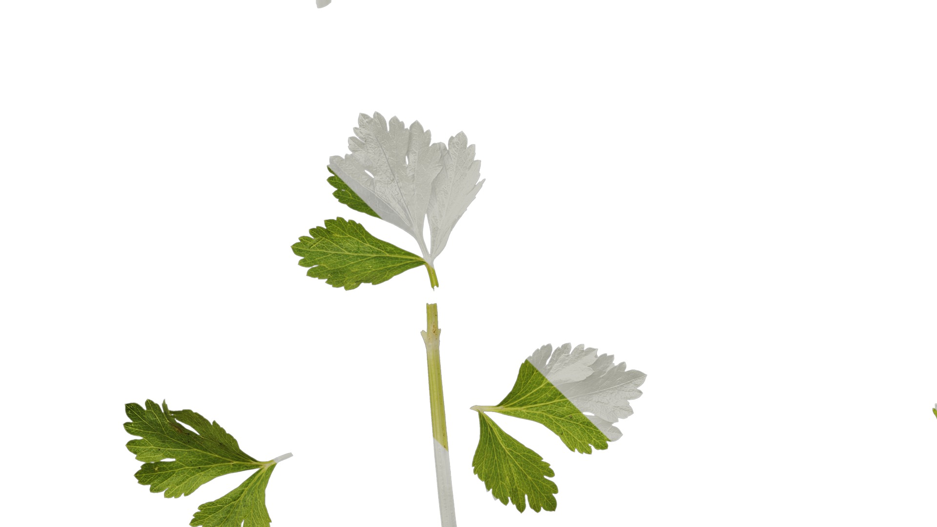 Anydrafts Apium graveolens Leaf 02 Texture_5