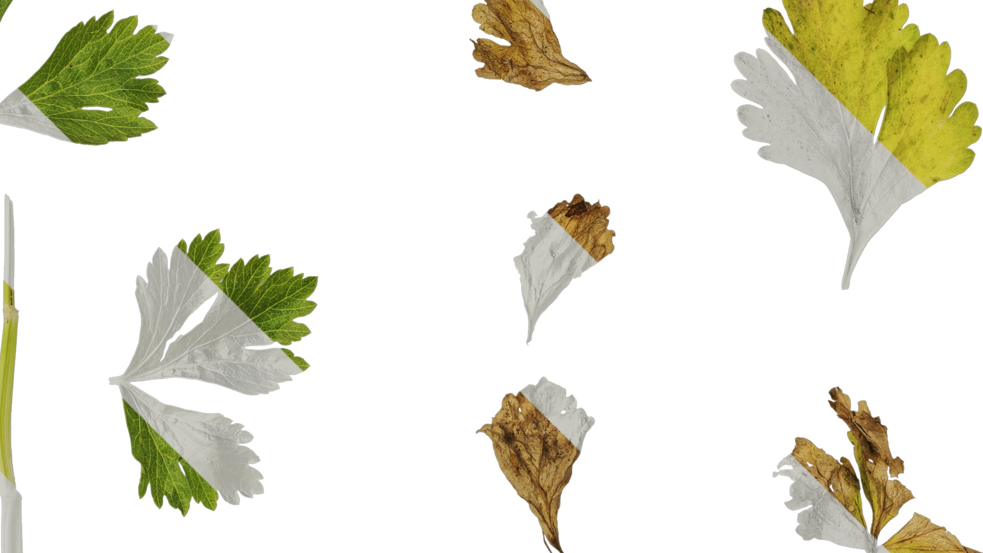 Anydrafts Apium graveolens Leaf 02 Texture_2