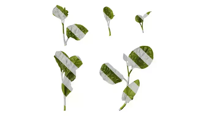 Anydrafts Basella alba Atlas 01