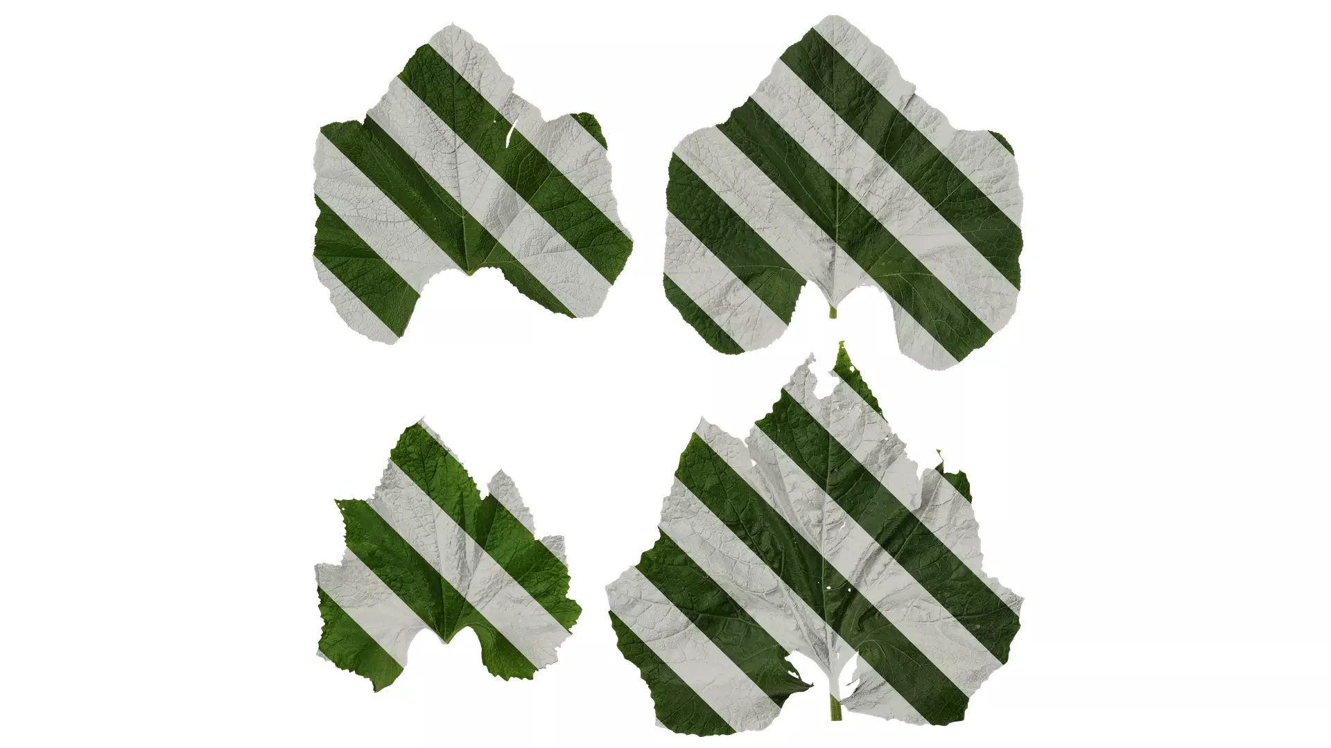 Anydrafts Benincasa hispida Leaf 01 Texture