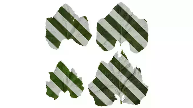 Anydrafts Benincasa hispida Leaf 01