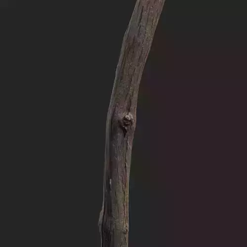 Grapevine Tree 002 3D model
