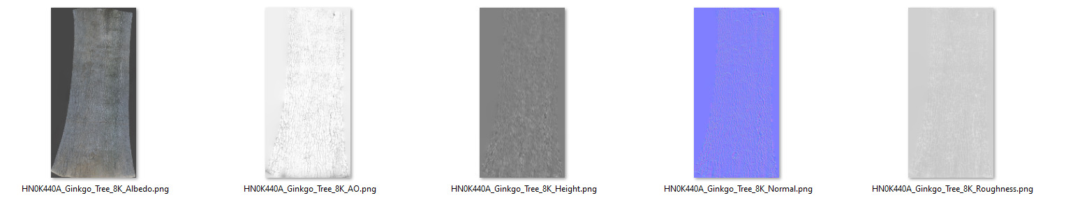 Ginkgo Tree 3D model_9