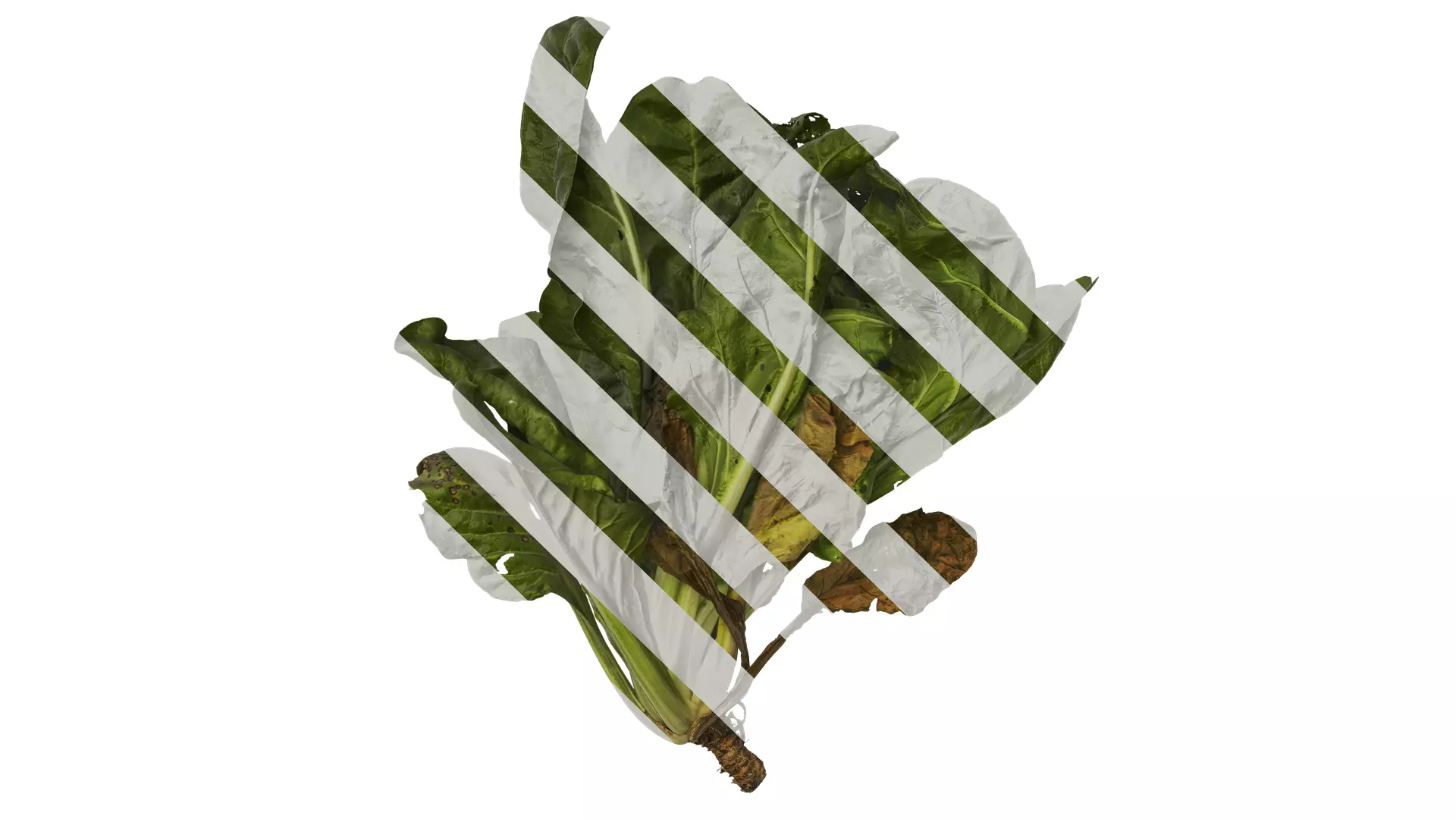 Anydrafts Beta vulgaris Atlas 04 Texture_0