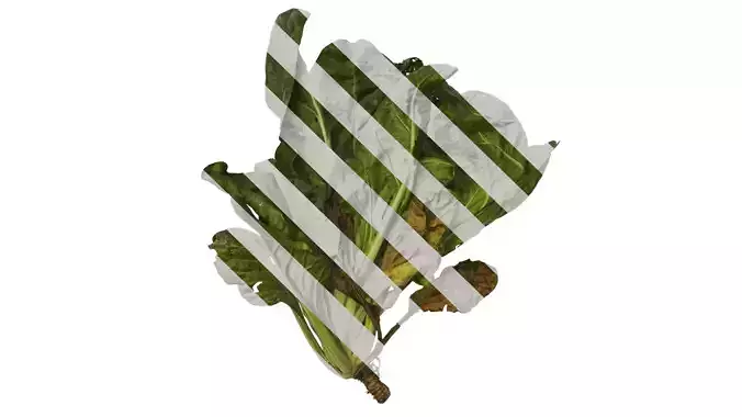 Anydrafts Beta vulgaris Atlas 04