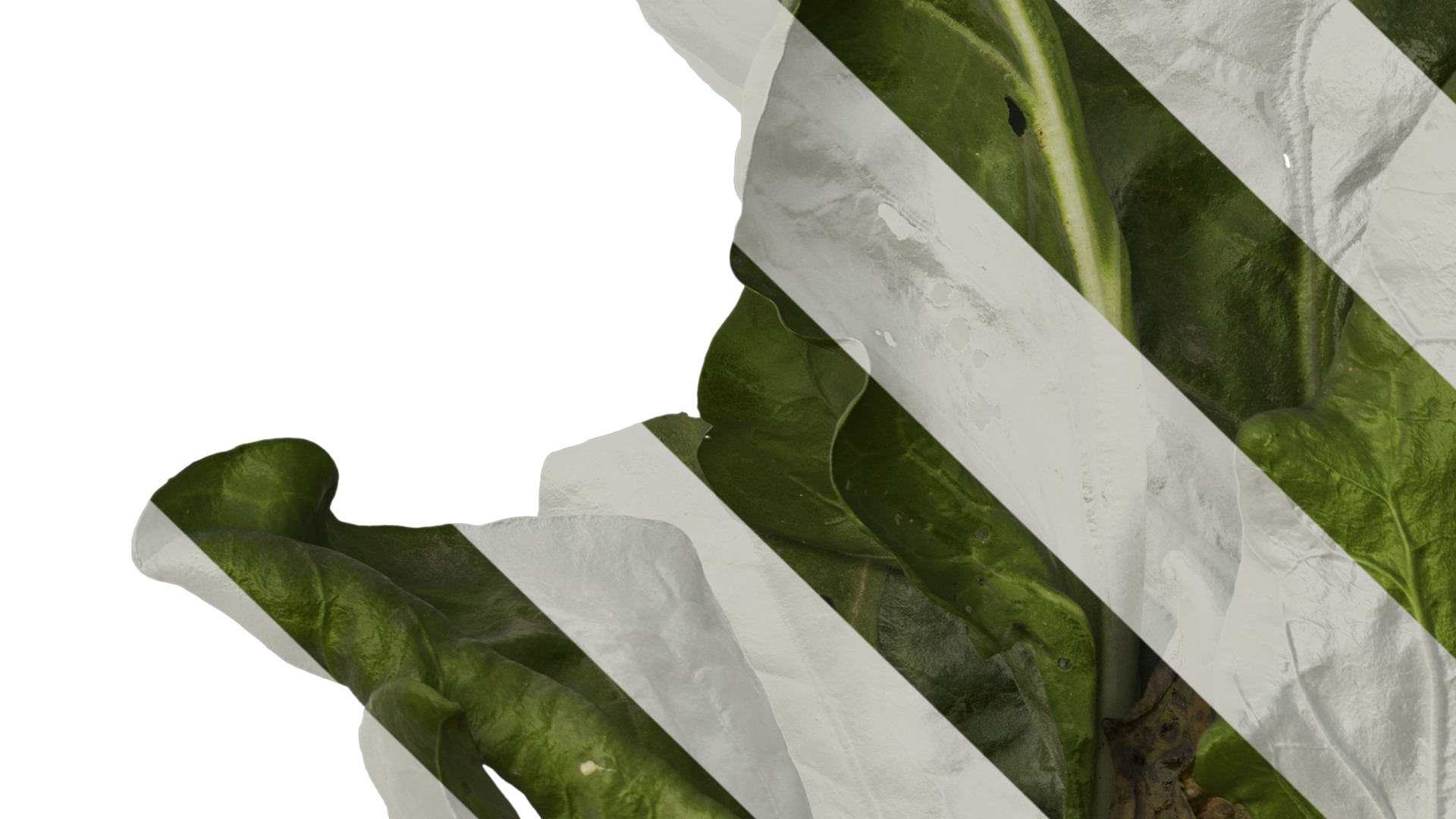 Anydrafts Beta vulgaris Atlas 04 Texture_3