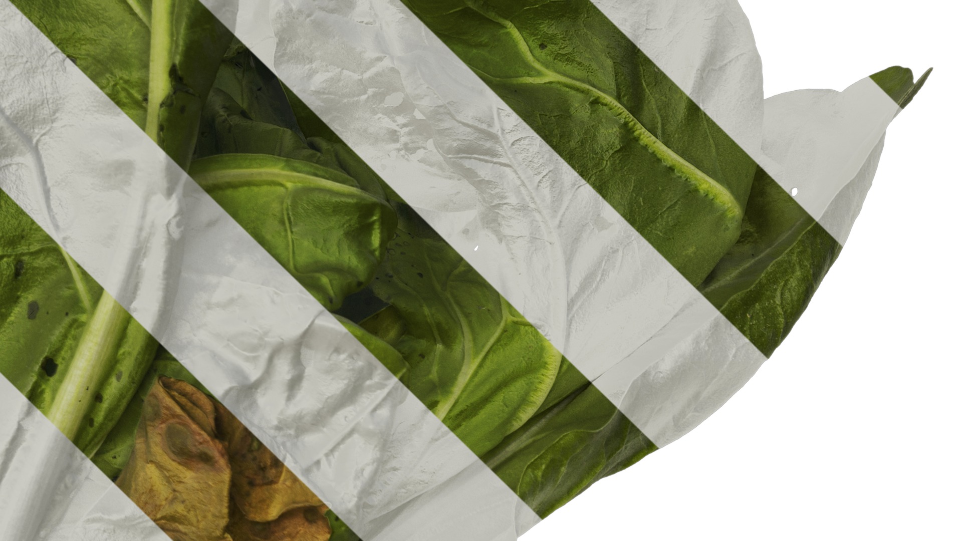 Anydrafts Beta vulgaris Atlas 04 Texture_4