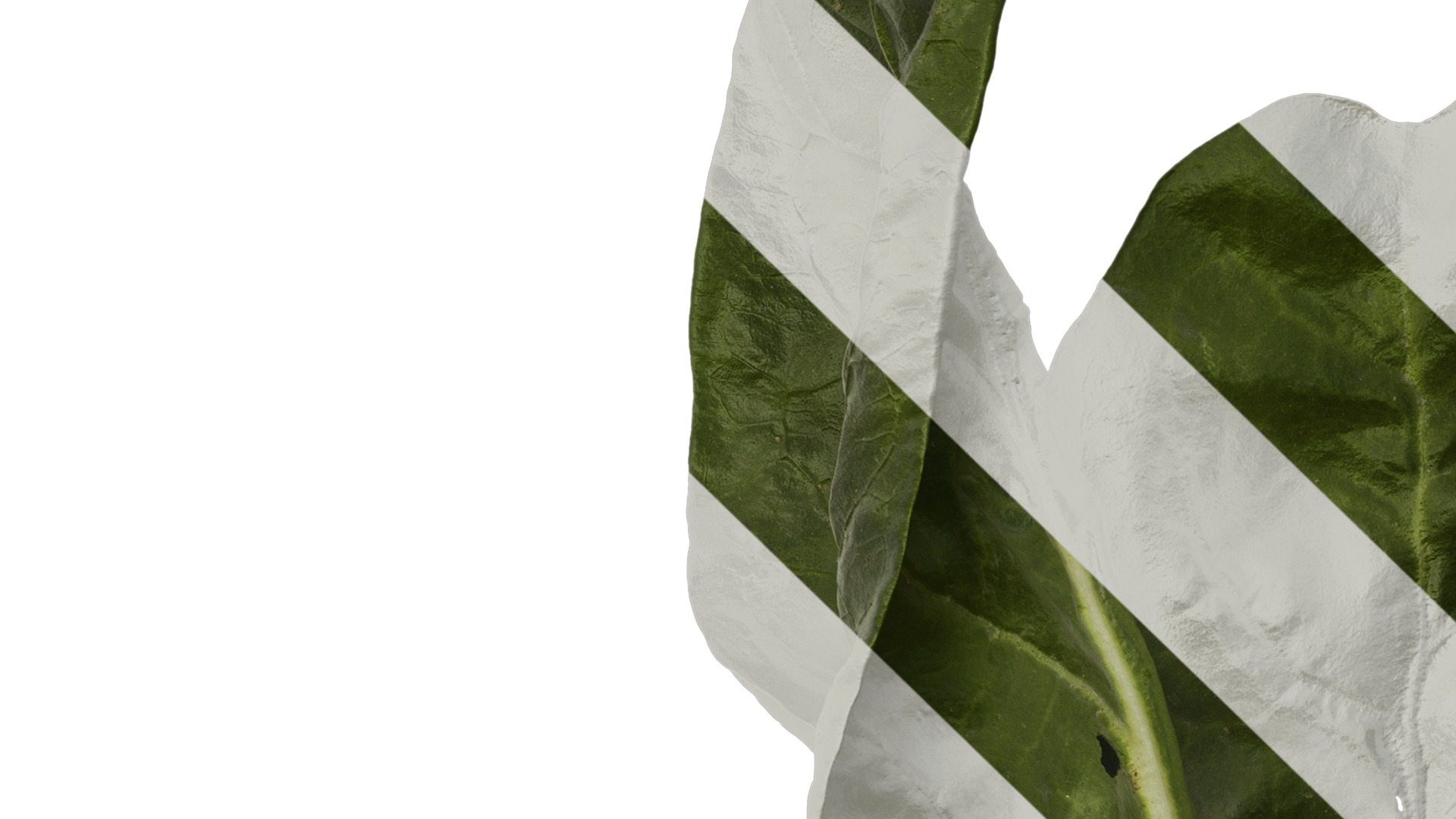 Anydrafts Beta vulgaris Atlas 04 Texture_1