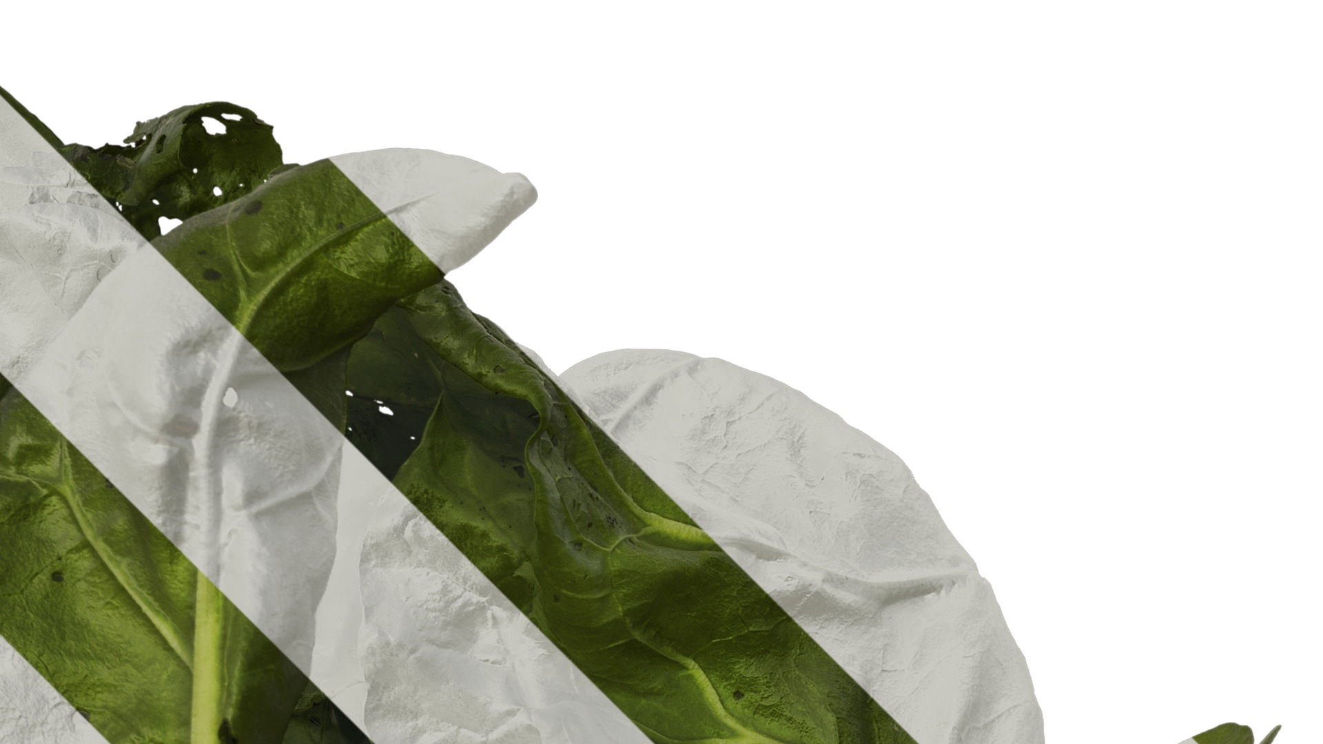 Anydrafts Beta vulgaris Atlas 04 Texture_2