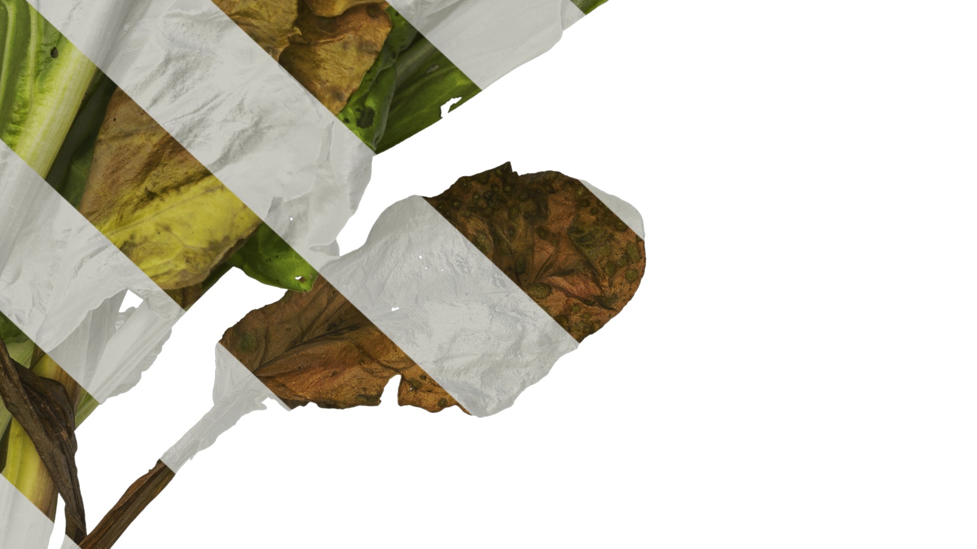 Anydrafts Beta vulgaris Atlas 04 Texture_6