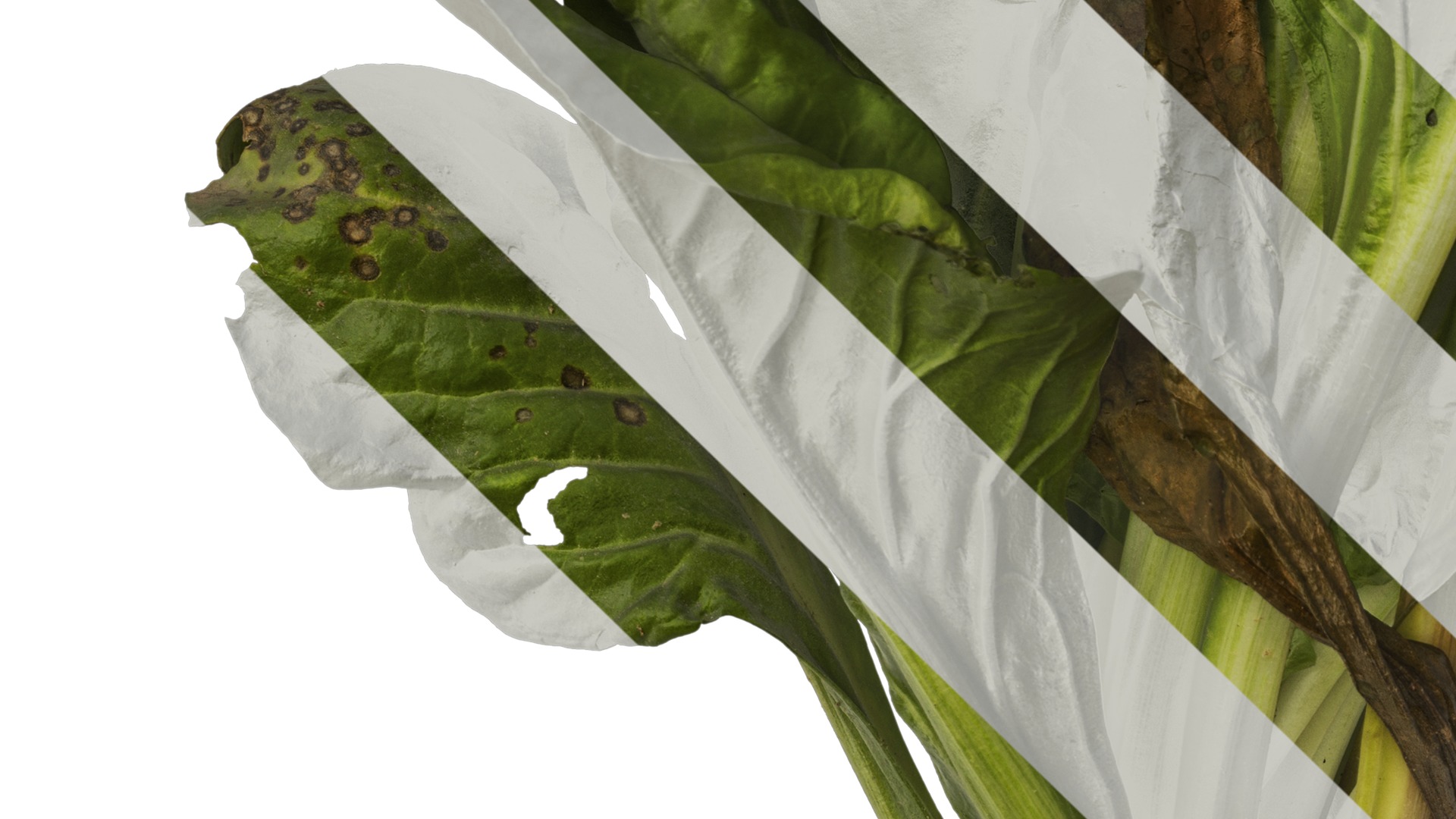 Anydrafts Beta vulgaris Atlas 04 Texture_5