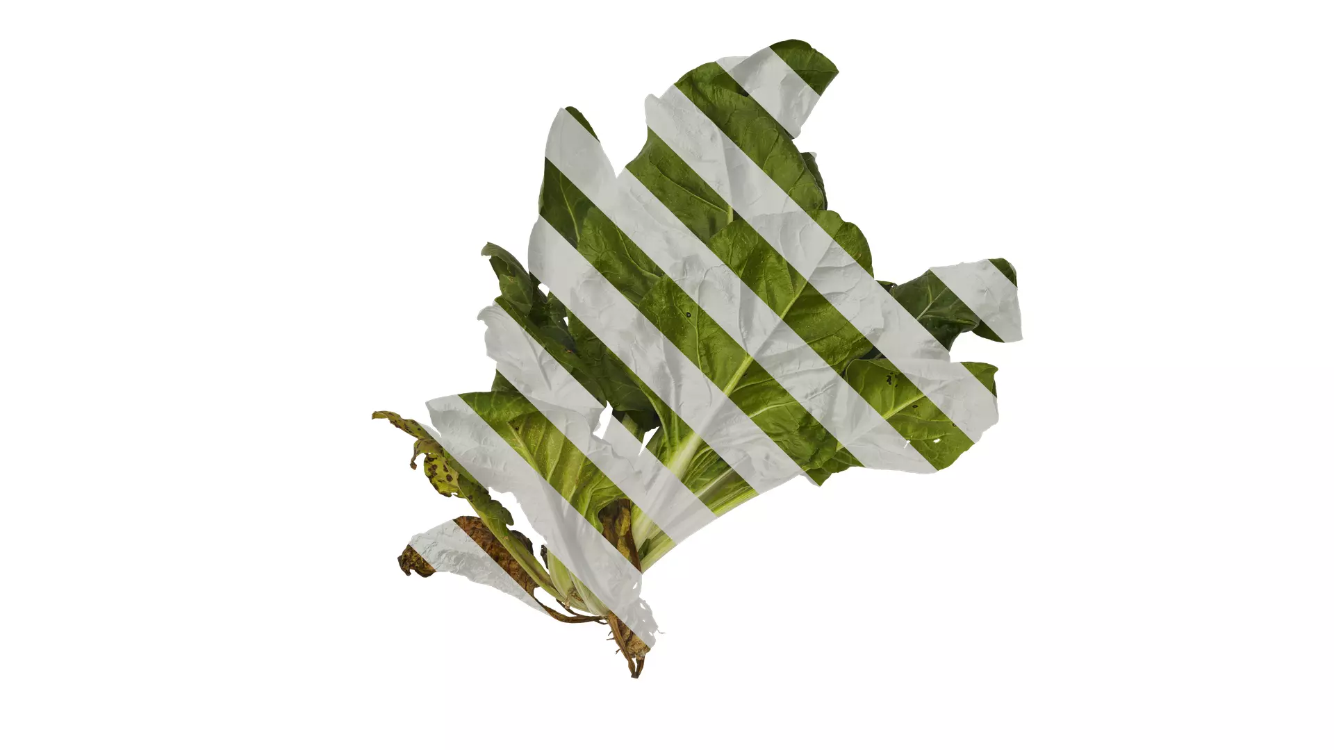 Anydrafts Beta vulgaris Atlas 05 Texture
