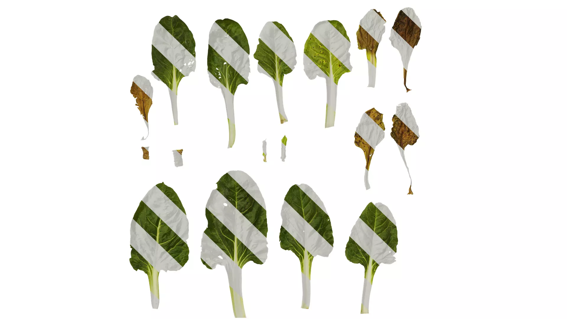 Anydrafts Beta vulgaris Leaf 07 Texture