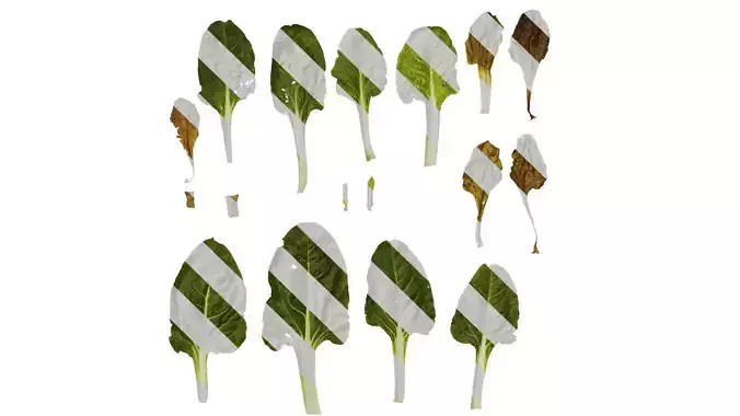 Anydrafts Beta vulgaris Leaf 07