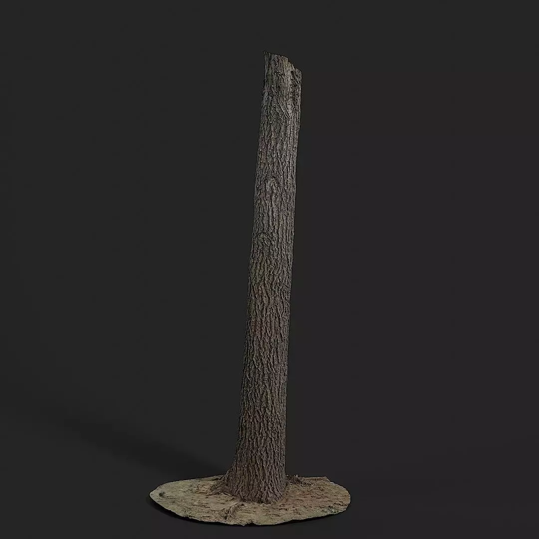 Elm 002 3D model_0