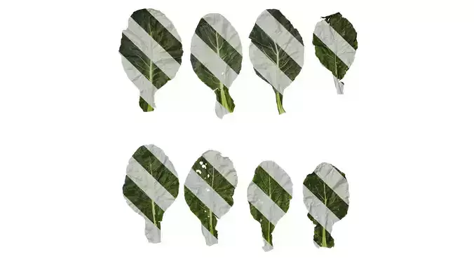 Anydrafts Brassica botrytis Leaf 02