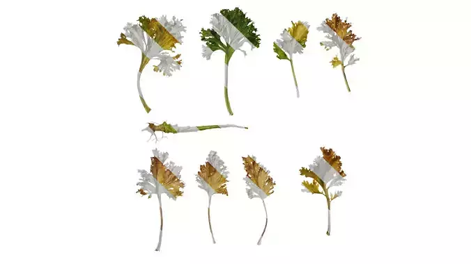 Anydrafts Brassica juncea Atlas 07