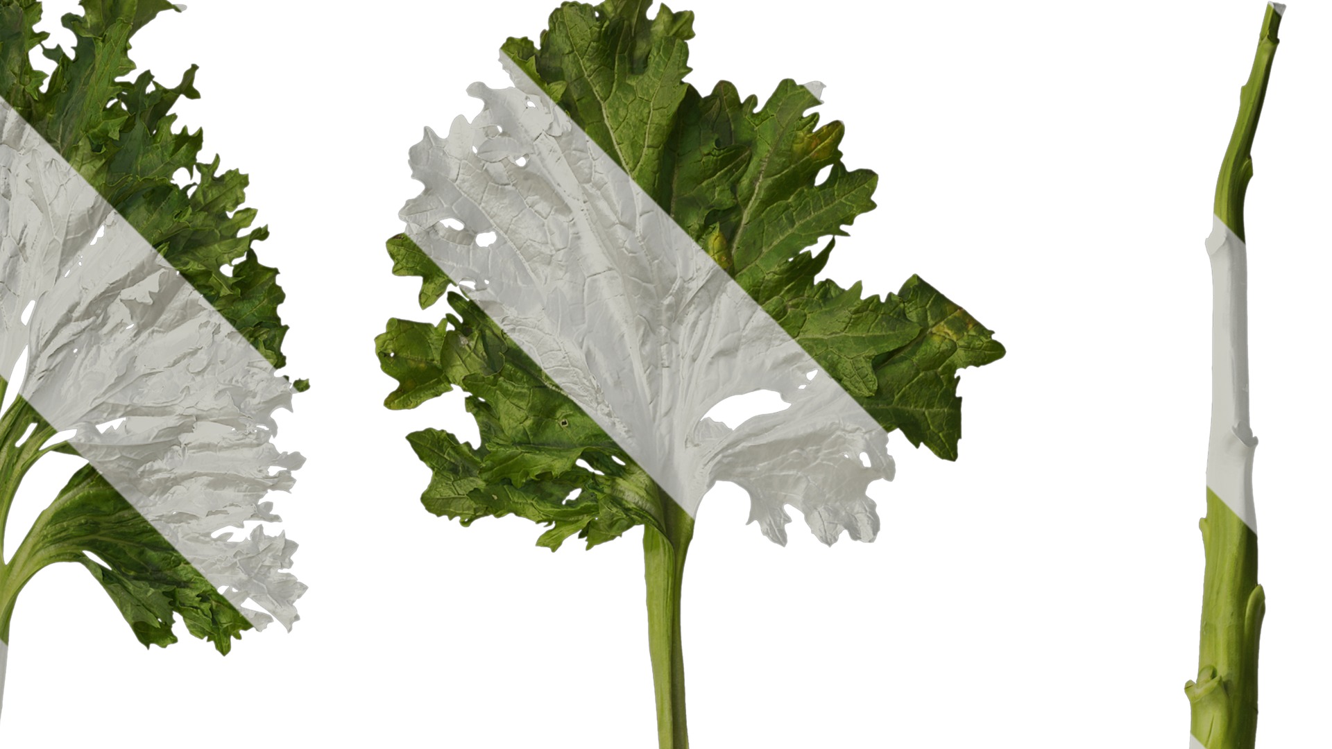 Anydrafts Brassica juncea Atlas 08 Texture_2