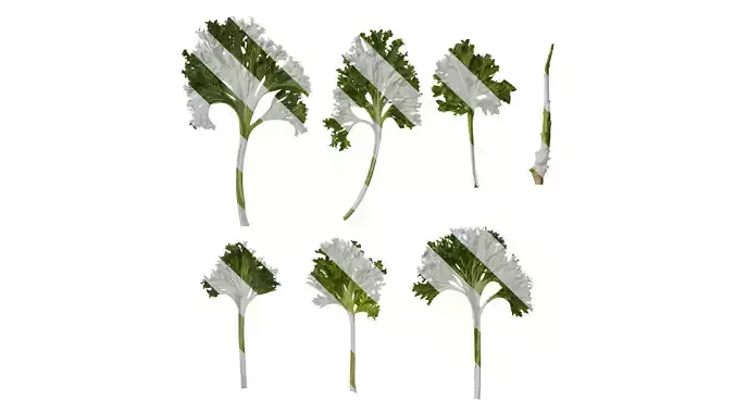 Anydrafts Brassica juncea Atlas 08