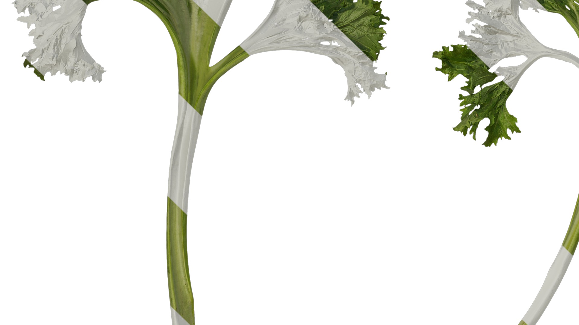 Anydrafts Brassica juncea Atlas 08 Texture_3