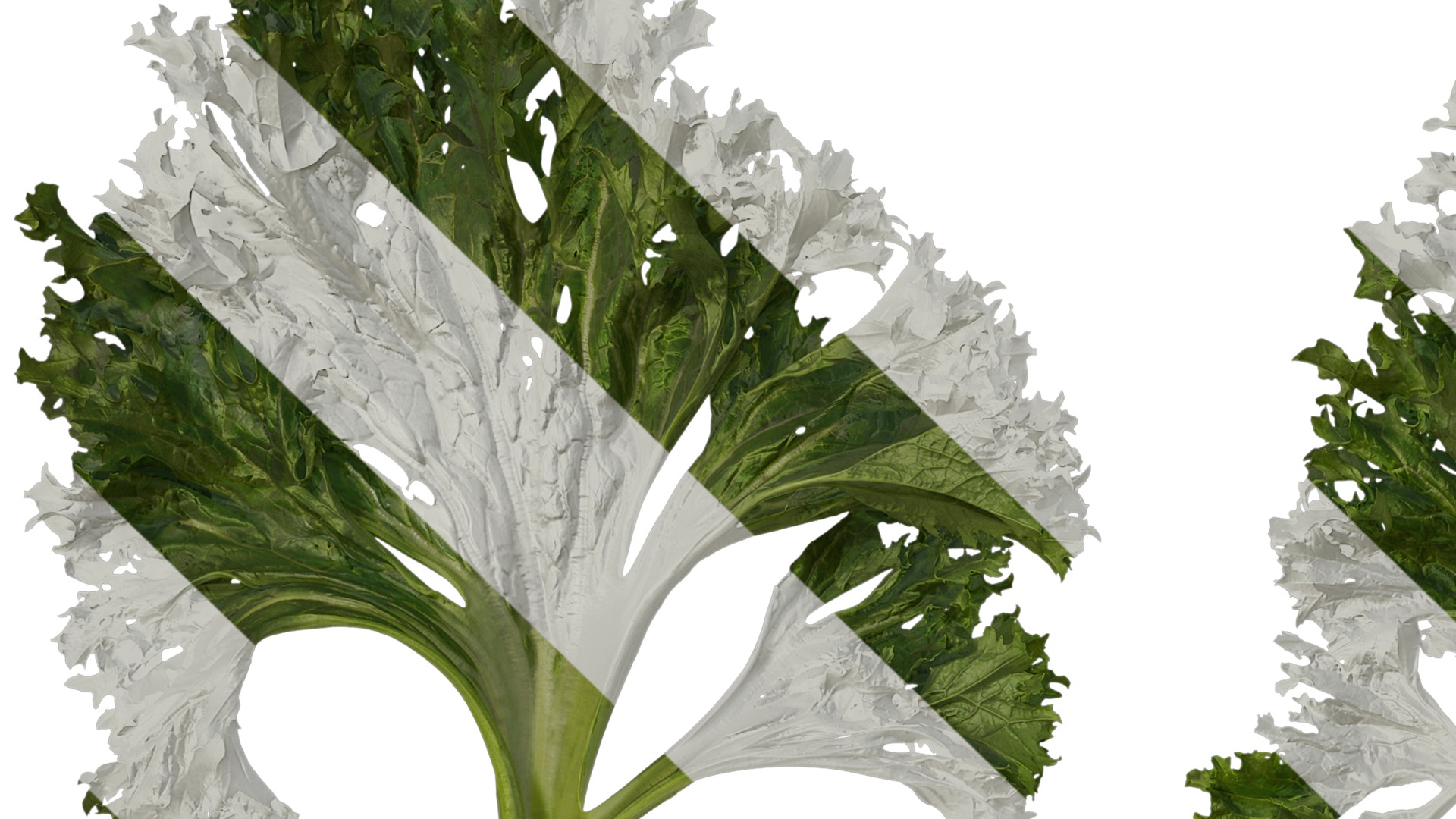 Anydrafts Brassica juncea Atlas 08 Texture_1