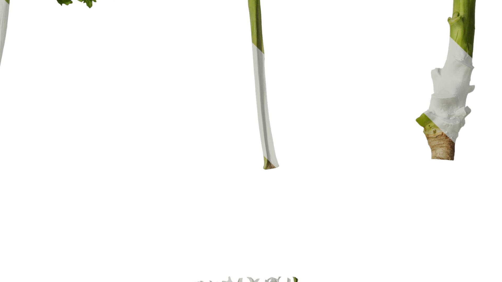 Anydrafts Brassica juncea Atlas 08 Texture_4