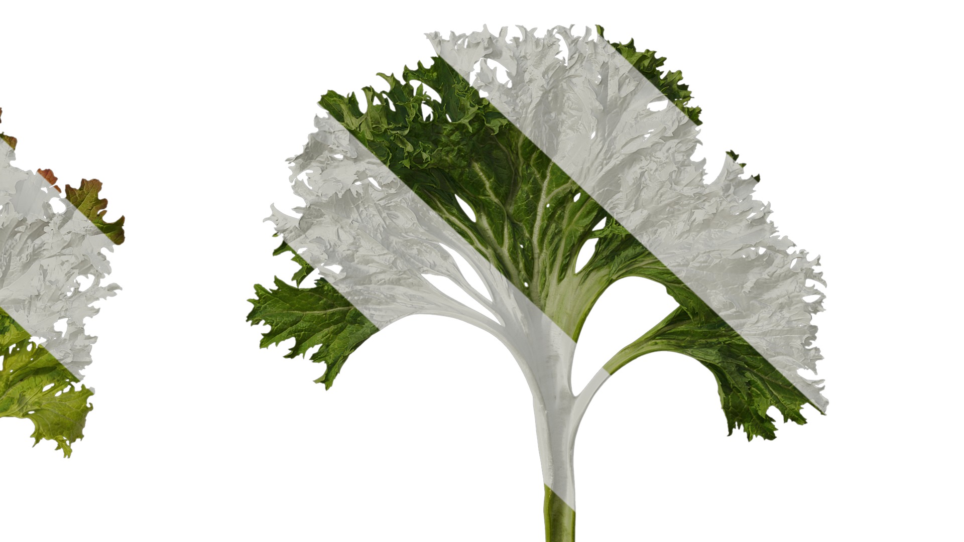 Anydrafts Brassica juncea Atlas 08 Texture_6